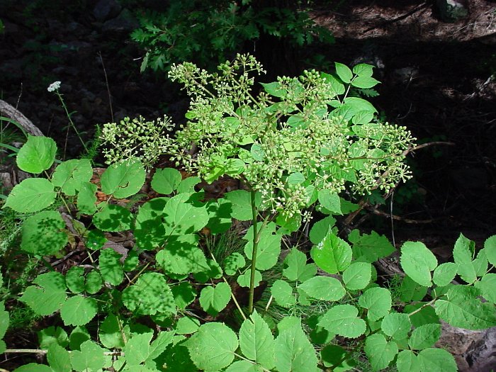 Aralia racemosa (2)